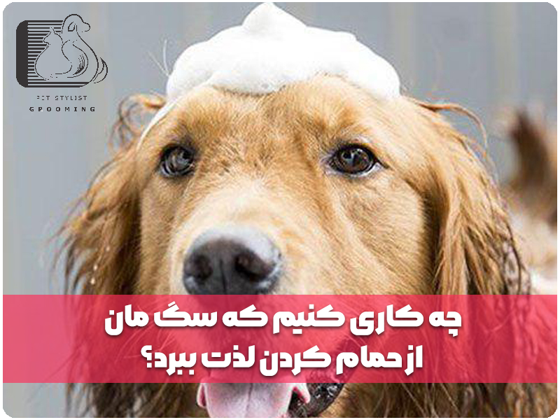 چه کاری کنیم که سگ مان از حمام کردن لذت ببرد؟